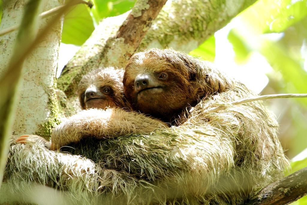 Hacienda La Isla Lodge Sarapiquí エクステリア 写真