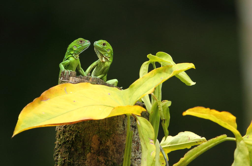 Hacienda La Isla Lodge Sarapiquí エクステリア 写真
